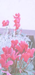 赤いシクラメン2