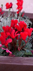 赤いシクラメン3