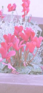 赤いシクラメン4