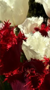 赤と白のチューリップ1