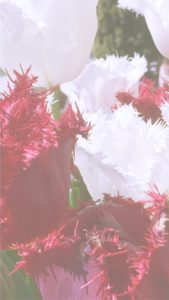 赤と白のチューリップ2