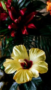 黄色いハイビスカス1