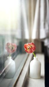 窓際のチューリップ1