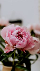 ピンクの花1