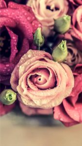 ピンクのバラのブーケ1