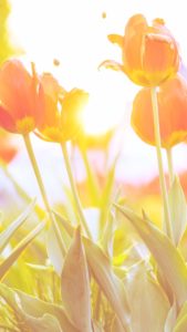 春の日差しとチューリップ2