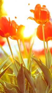 春の日差しとチューリップ1