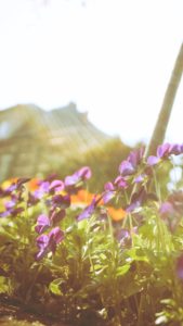 春の日差しと花2