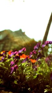 春の日差しと花1