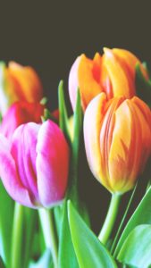 ピンクとオレンジのチューリップ2
