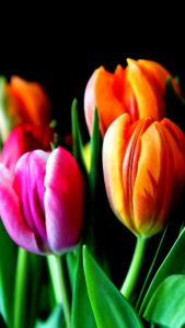 ピンクとオレンジのチューリップ1