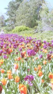 オレンジと紫のチューリップ畑2