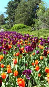 オレンジと紫のチューリップ畑1