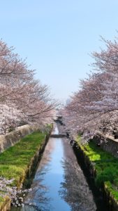水路に映る桜1