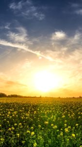 晴れた日の野原1