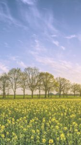 菜の花畑と並んでいる木