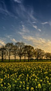 菜の花畑と並んでいる木1