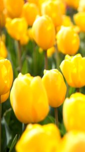 黄色いチューリップ1