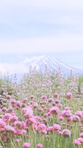 花と富士山2