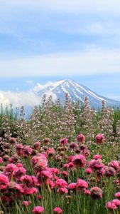 花と富士山1