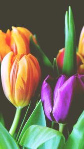 オレンジと紫のチューリップ2