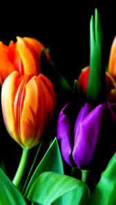 オレンジと紫のチューリップ1