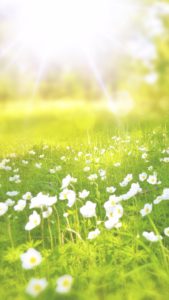 白い花と春の日差し2