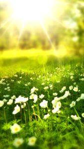 白い花と春の日差し1