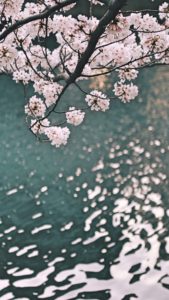 水辺の桜