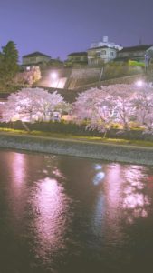 ライトアップと桜2