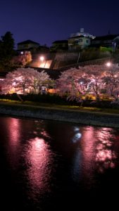 ライトアップと桜1