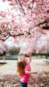 女の子と桜1