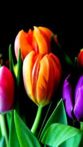 オレンジのチューリップ1