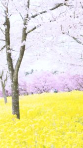 菜の花と桜2