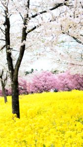 菜の花と桜1