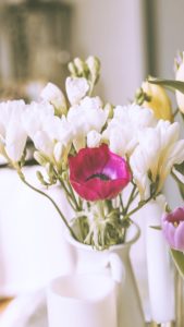 白いフリージア2