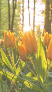 夕暮れのチューリップ2