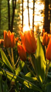 夕暮れのチューリップ1