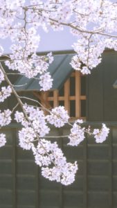 日本家屋と桜2