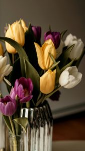黄色と紫のチューリップ1