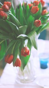 赤いチューリップ2