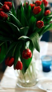 赤いチューリップ1