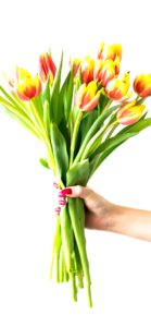 黄色とオレンジのチューリップ1