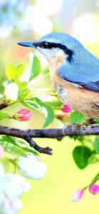 花のつぼみと鳥1