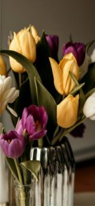 紫と黄色のチューリップ1