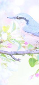 花のつぼみと鳥2