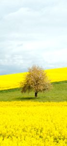 菜の花畑と木1