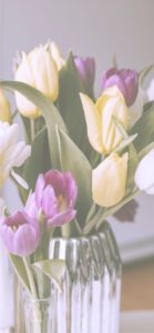 紫と黄色のチューリップ2