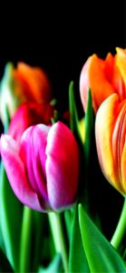 ピンクとオレンジのチューリップ1