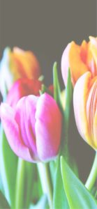 ピンクとオレンジのチューリップ2